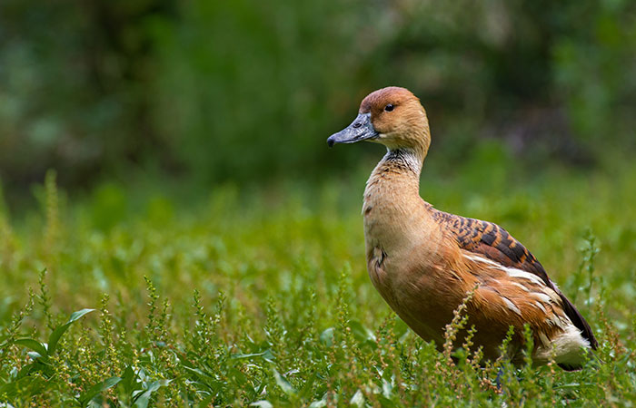 Fulvous Whistling-Duck - The WYldlife Fund