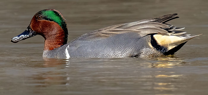 Green Winged Teal