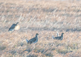 Sharp Tailed Grouse