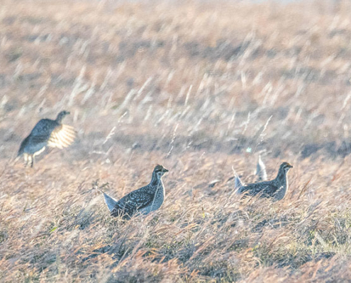 Sharp Tailed Grouse