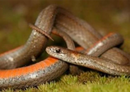 Black Hills Red-bellied Snake
