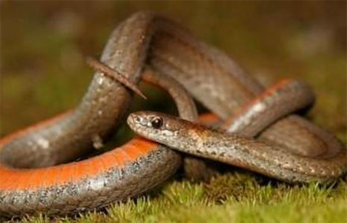 Black Hills Red-bellied Snake