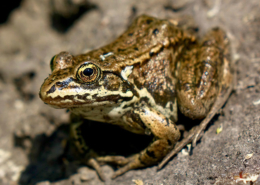 Columbia Spotted Frog