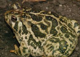 Great Plains Toad