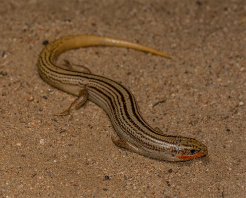 Northern Many-lined Skink