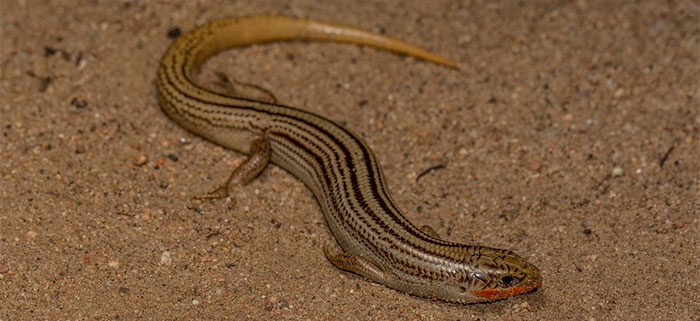 Northern Many-lined Skink