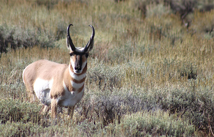 Pronghorn