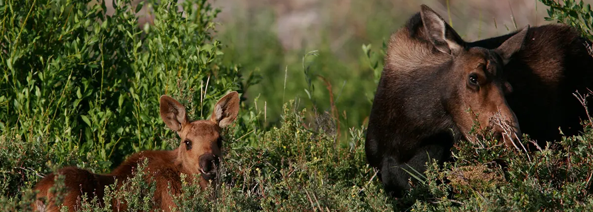 Moose Fund