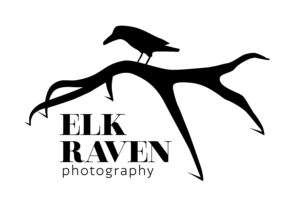 Elk Raven Photography